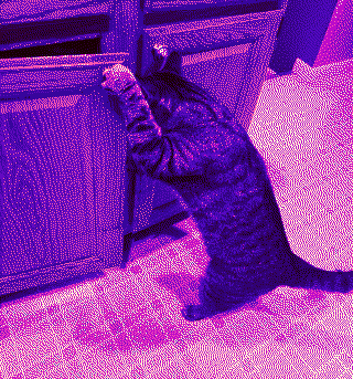 cat looking into a cupboard